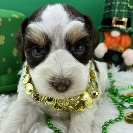 Hersey - Parti male Miniature Schnauzer puppy in Sylvania, Georgia from Southern Sky Miniature Schnauzers