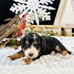 White girl - Tri-color female Bernedoodle puppy in Waukesha, Wisconsin from Bernedoodle Boutique (and Cavapoos)
