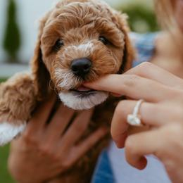 Cavapoo Puppies from Mustard Seed Doodle Co.