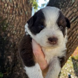 Girl 2 - Red tri-color female Australian Shepherd puppy in Lakeland, Florida from Infinite Aussies