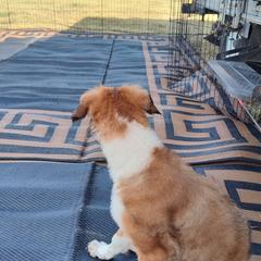 Borzoi and Samoyed Puppies from Kalabria