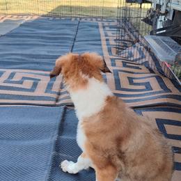 Borzoi and Samoyed Puppies from Kalabria