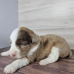 Survivor - Brown merle male Aussiedoodle puppy in Doerun, Georgia from Twig & Tail Puppies