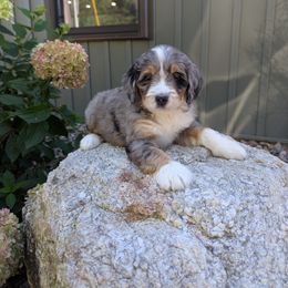 Sally - Blue merle female Bernedoodle puppy in Beach City, Ohio from Blue Cloud Doodles