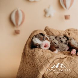 Mariner - Blue merle male Bernedoodle puppy in Grants Pass, Oregon from Royal Empire Bernedoodles