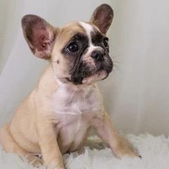 French Bulldogs from Exotic French Kisses