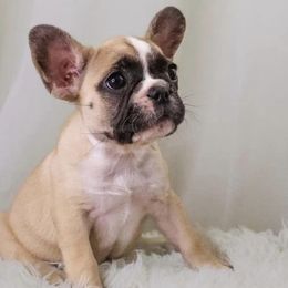 French Bulldogs from Exotic French Kisses