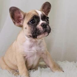 French Bulldogs from Exotic French Kisses