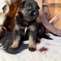 Rage - Bi-color female German Shepherd puppy in Beech Grove, Arkansas from Ze Zadnich lesu