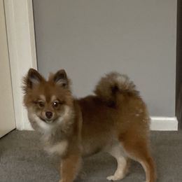 Ginger - Pomeranian