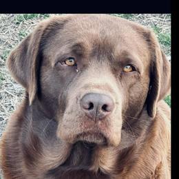Rip - Labrador Retriever