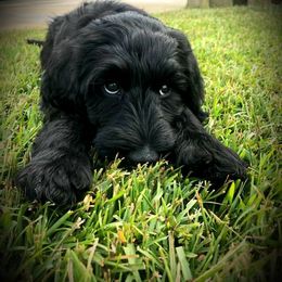 Labradoodle Puppies from 101 Labradoodles