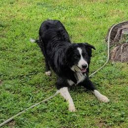 Cruz - Border Collie