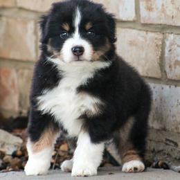 Mulan - Black tri female Miniature American Shepherd puppy in San Benito, Texas from Vaquera's Miniature American Shepherds