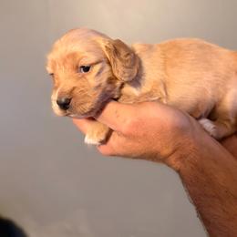 Boy 1 - Red male Dachshund puppy in Conway, Missouri from Ozark Mountain Kennel