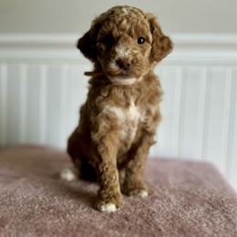 Lucky Charms - Apricot male Goldendoodle puppy in Taylorsville, North Carolina from Heartfelt Doodles