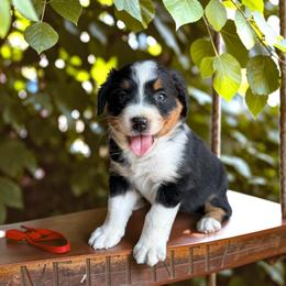 Arden - Black tri-color male Australian Shepherd puppy in Statesville, North Carolina from Charming Australian Shepherds