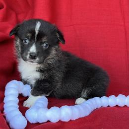 Abby - Black and tan female American Corgi puppy in Washington, Arkansas from Foxy Knoll Farm