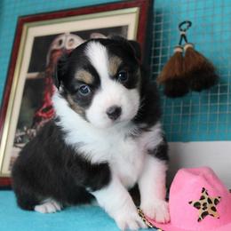 Girl 1 - Black tri female Miniature American Shepherd puppy in Elgin, Oregon from LongMile Aussies