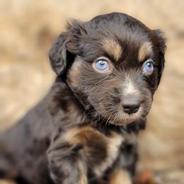 Miniature Australian Shepherd and Shetland Sheepdog Puppies from Southpaw Herders