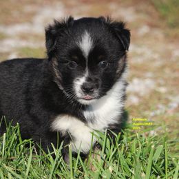 Padme - Black tri female Miniature American Shepherd puppy in Hillsdale, Michigan from Faithwalk Aussies and Mini American Shepherds
