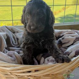 Corduroy - Chocolate male Goldendoodle puppy in Cleveland, Tennessee from Liberty Creek Farms