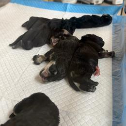 Merrin - Black and silver female Miniature Schnauzer puppy in Akron, Ohio from Green Family Companion Kennel, LLC