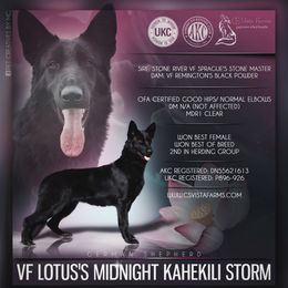 LOTUS - German Shepherd