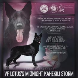 LOTUS - German Shepherd