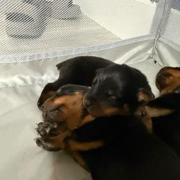 Dragonfruit - Black and rust female Rottweiler puppy in Eagle Mountain, Utah from Woolley Darlings