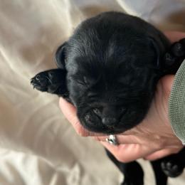 Black girl - Black female Labrador Retriever puppy in Isanti, Minnesota from Four Corners Family Labs