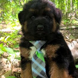Green Collar - Male - Black and red male German Shepherd puppy in Charlotte, North Carolina from Zuflucht K9s