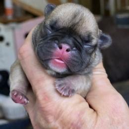 Pink Collar girl - Fawn female French Bulldog puppy in Polk City, Florida from Best Friend Frenchies, LLC