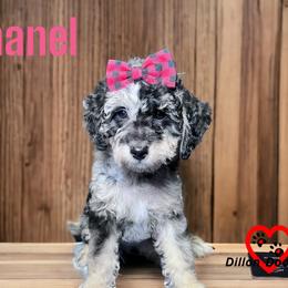 Chanel - Goldendoodle