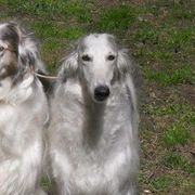 Borzois from Bibikov Borzoi