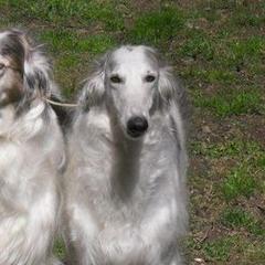Borzois from Bibikov Borzoi