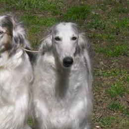 Borzois from Bibikov Borzoi
