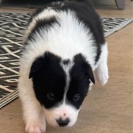 Uno - Black and white male Border Collie puppy in Jonesboro, Arkansas from Hampton Border Collies