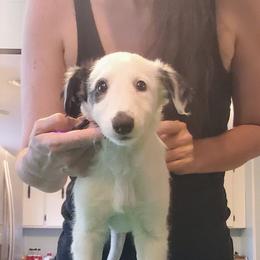 Silken Windhound Puppies from Daybreak Silken Windhounds
