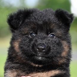 Clover - Black and red German Shepherd puppy in Azle, Texas from Nuckol's Canines German Shepherds