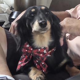 Dachshund puppies from Roughstock Border Collies and Dachshunds