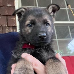 Red Collar - Black and silver male German Shepherd puppy in Kansas, Ottawa, Kansas from Import German Shepherds of Kansas