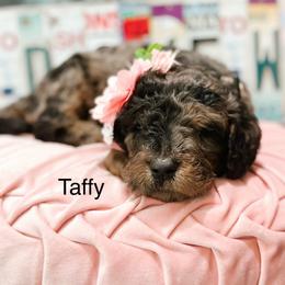 Taffy - Merle female Goldendoodle puppy in Pasco, Washington from Camp Doodle Woods