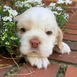 Casper - Buff and white male Cocker Spaniel puppy in Gadsden, Alabama from Rich Cat’s