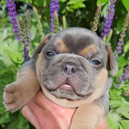 French Bulldog Puppies from St Louis Frenchies