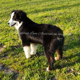 Miniature Australian Shepherd and Toy Australian Shepherd All Grown Up from Tagalong Lane Australian shepherds