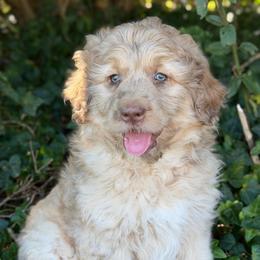 Happy - Red merle male Aussiedoodle puppy in Troy, South Carolina from Australian Shepherds of 3/W Farms