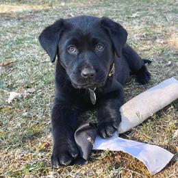 Labrador Retriever Puppies from Creekside Canines