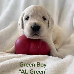 Boy 2 - male Golden Retriever puppy in Paola, Kansas from Risa’s Goldens