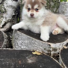 Chili - Red and white male Pomsky puppy in Staples, Minnesota from Ritzy Puppies